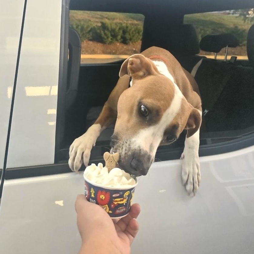 Enlarge Sage, a Adoptable mixed breed in Nashville, TN image 3/6