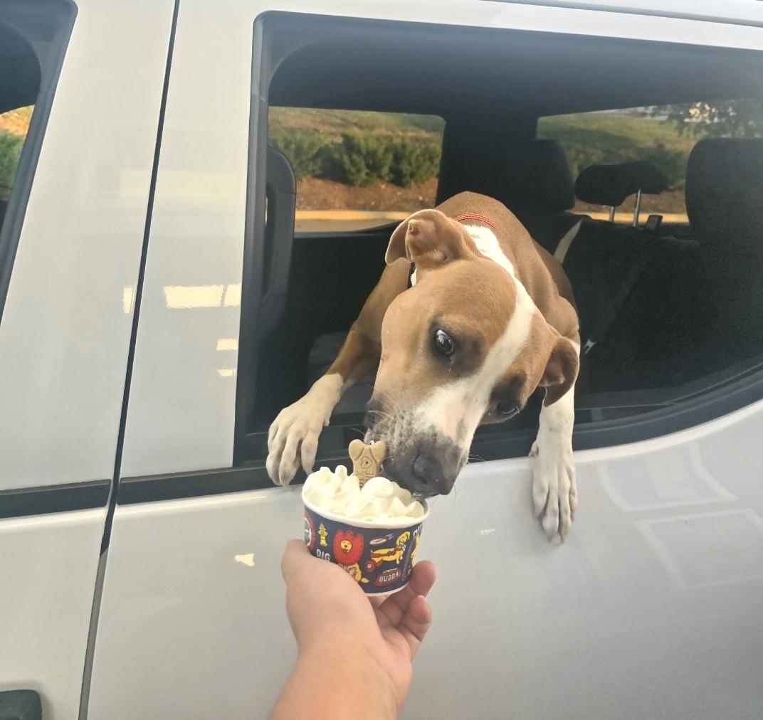 Sage, a Adoptable mixed breed in Nashville, TN image 2/6