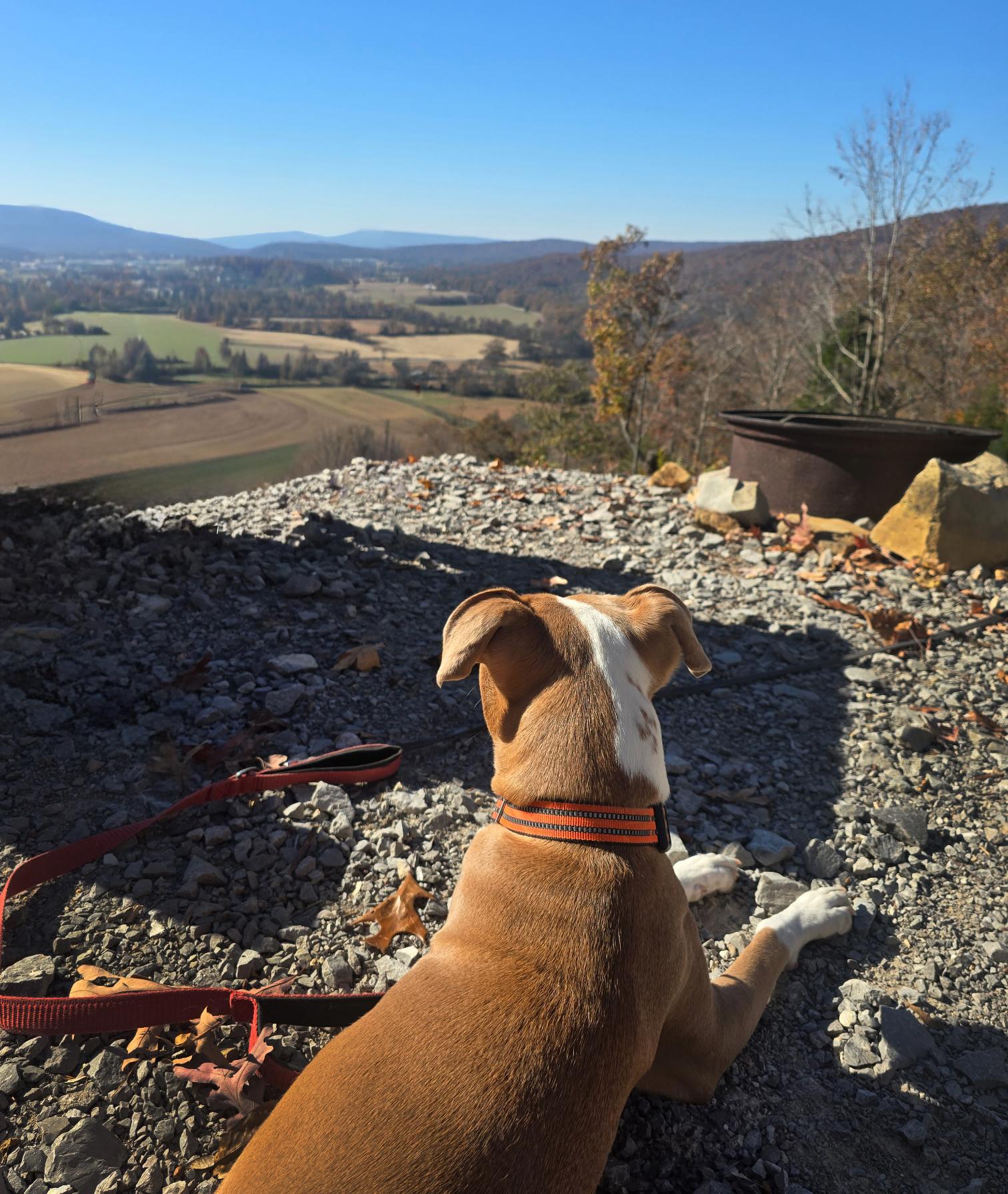 Enlarge Sage, a Adoptable mixed breed in Nashville, TN image 4/6