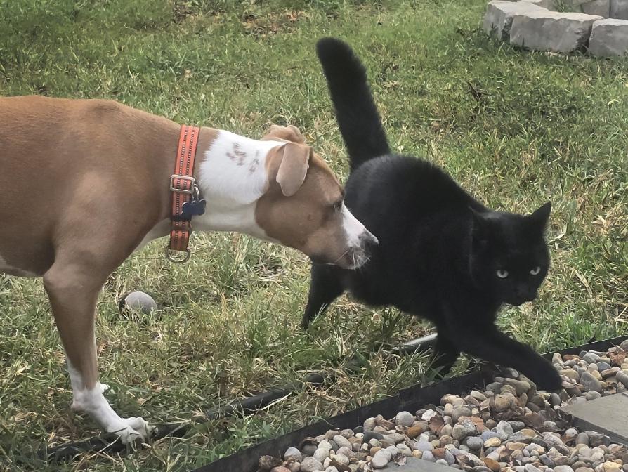 Enlarge Sage, a Adoptable mixed breed in Nashville, TN image 5/6