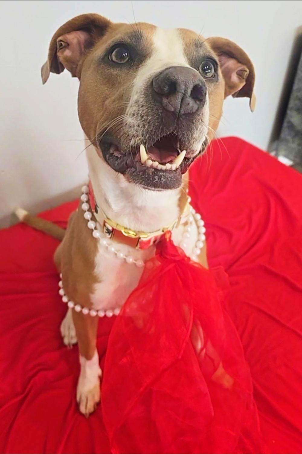 Sage, a Adoptable mixed breed in Nashville, TN image 2/6