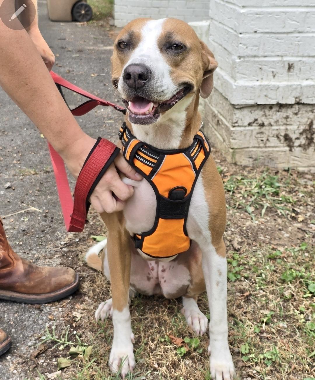 Sage, a Adoptable mixed breed in Nashville, TN image 3/6