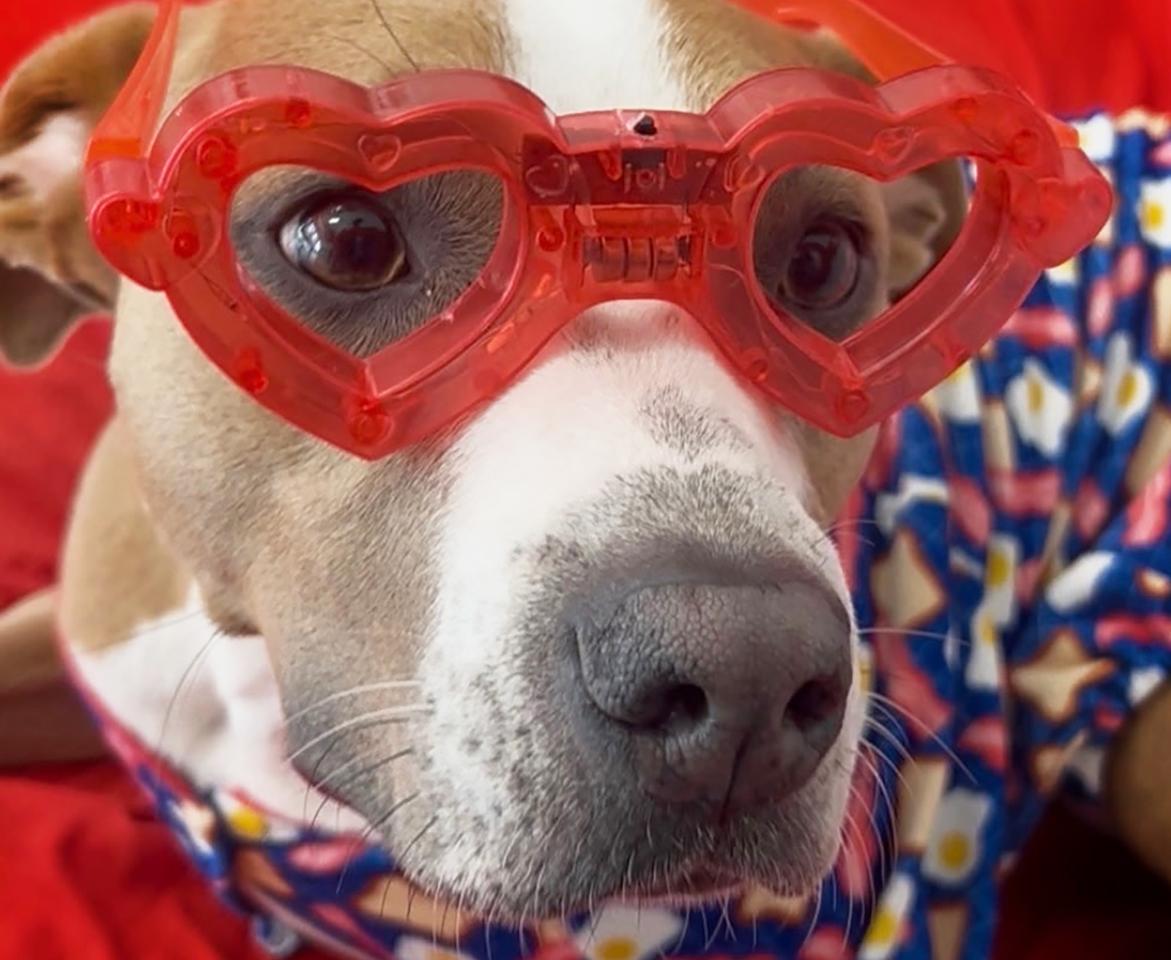 Sage, a Adoptable mixed breed in Nashville, TN image 1/6