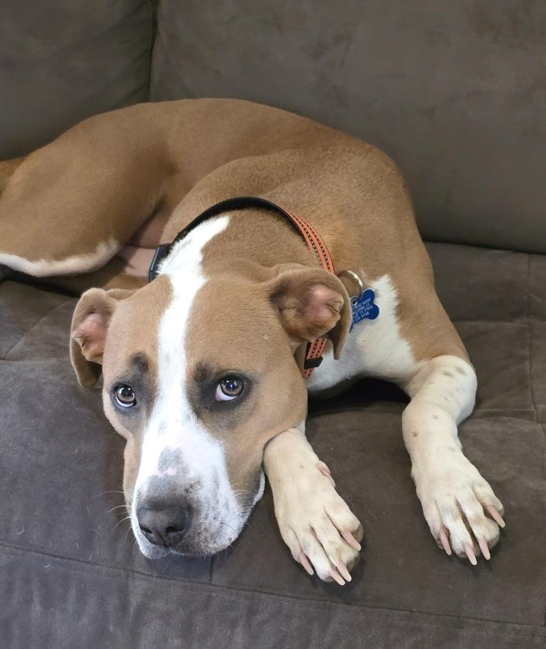 Enlarge Sage, a Adoptable mixed breed in Nashville, TN image 2/6