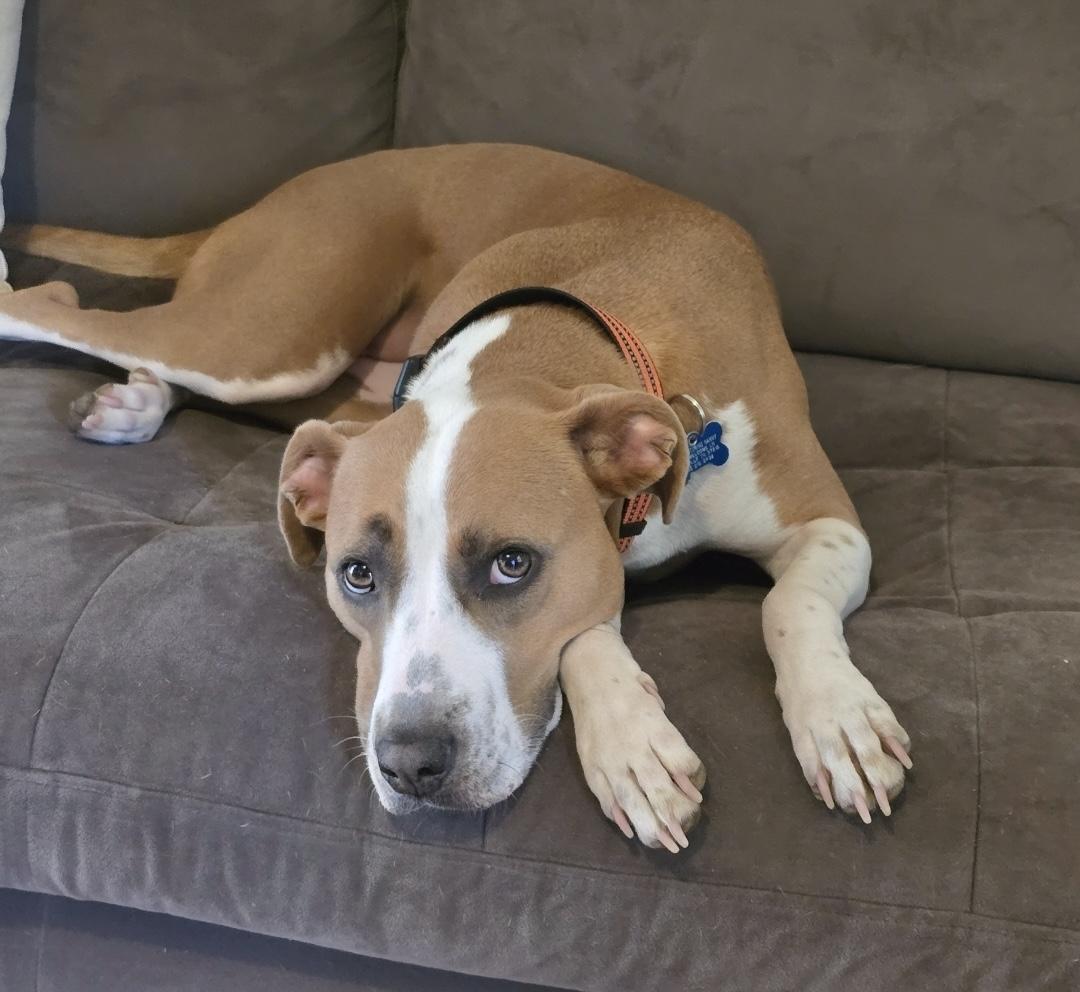 Sage, a Adoptable mixed breed in Nashville, TN image 1/6