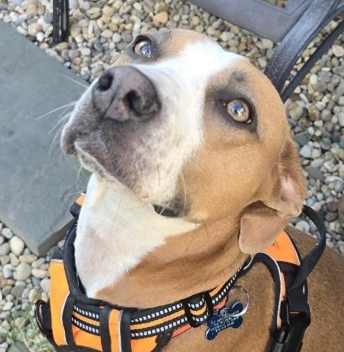 Sage, a Adoptable mixed breed in Nashville, TN image 6/6