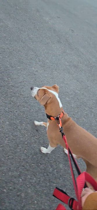 Enlarge Sage, a Adoptable mixed breed in Nashville, TN video 6/6