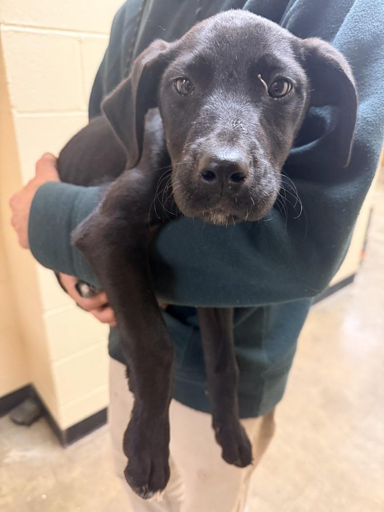 Ayvin 25D-413, Adopted, Puppy Female Labrador Retriever.