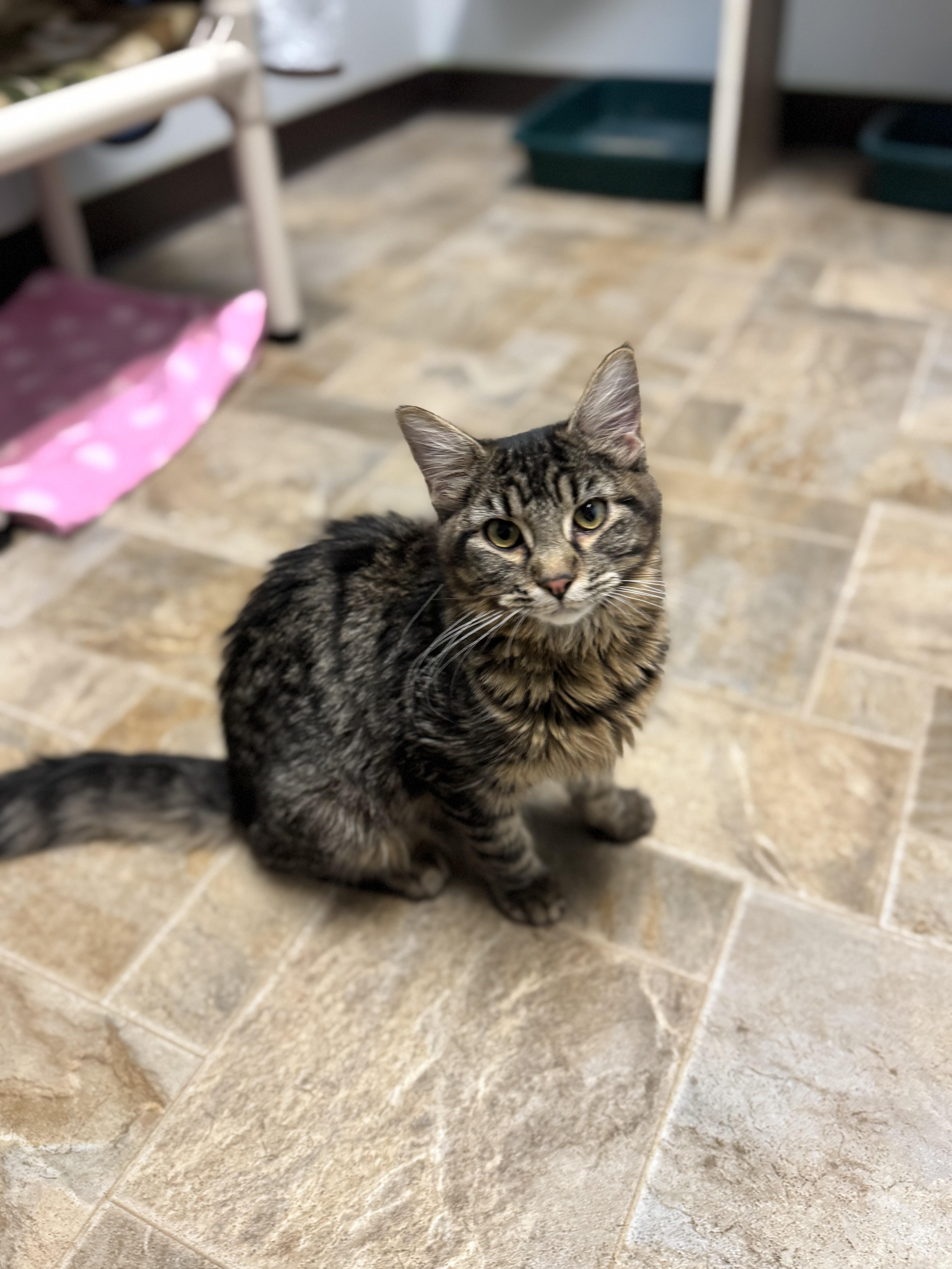 Moana, ADOPTABLE, Young Female Domestic Long Hair.