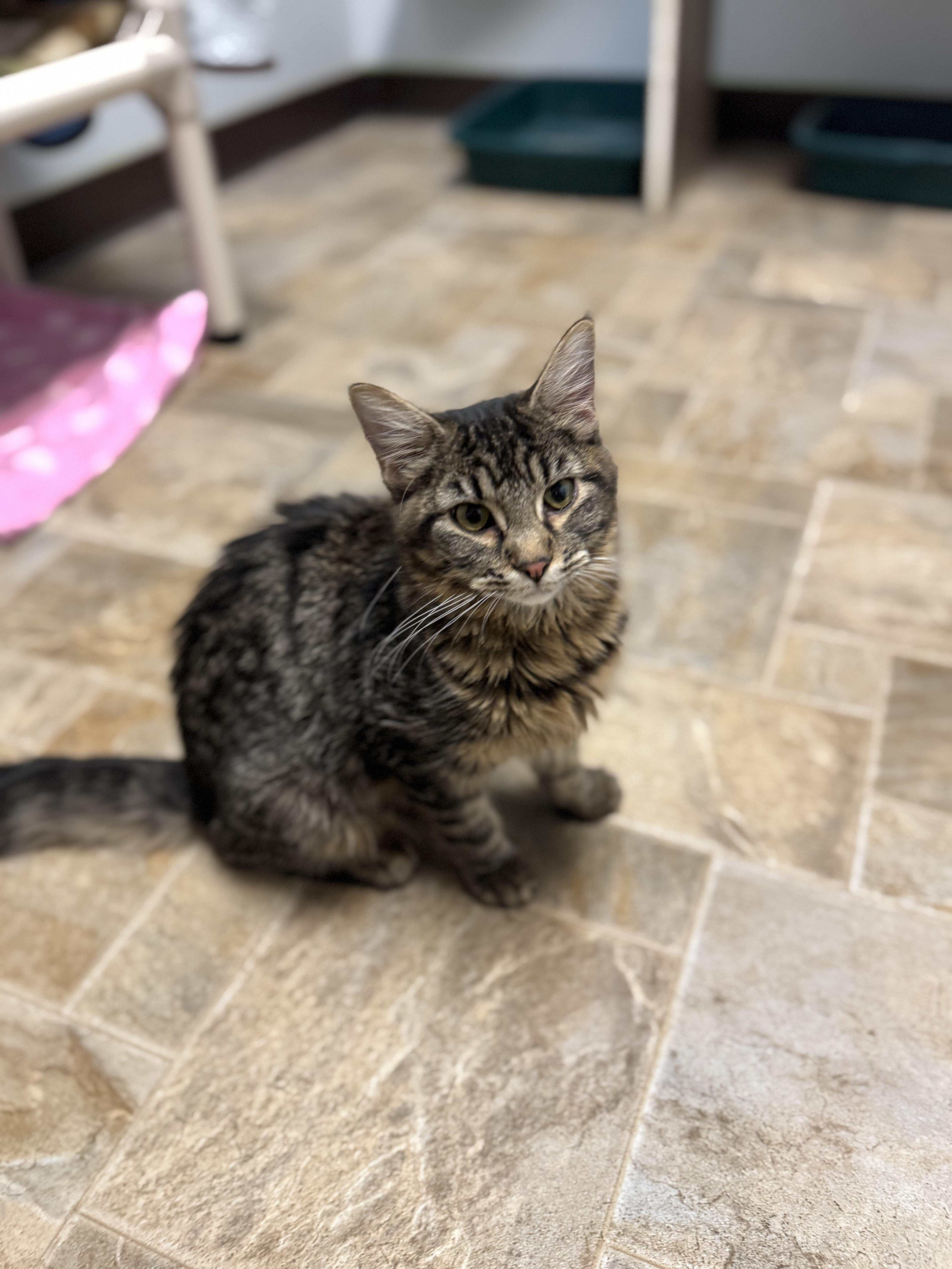 Moana, an adoptable Domestic Long Hair in Dodgeville, WI image 2/2