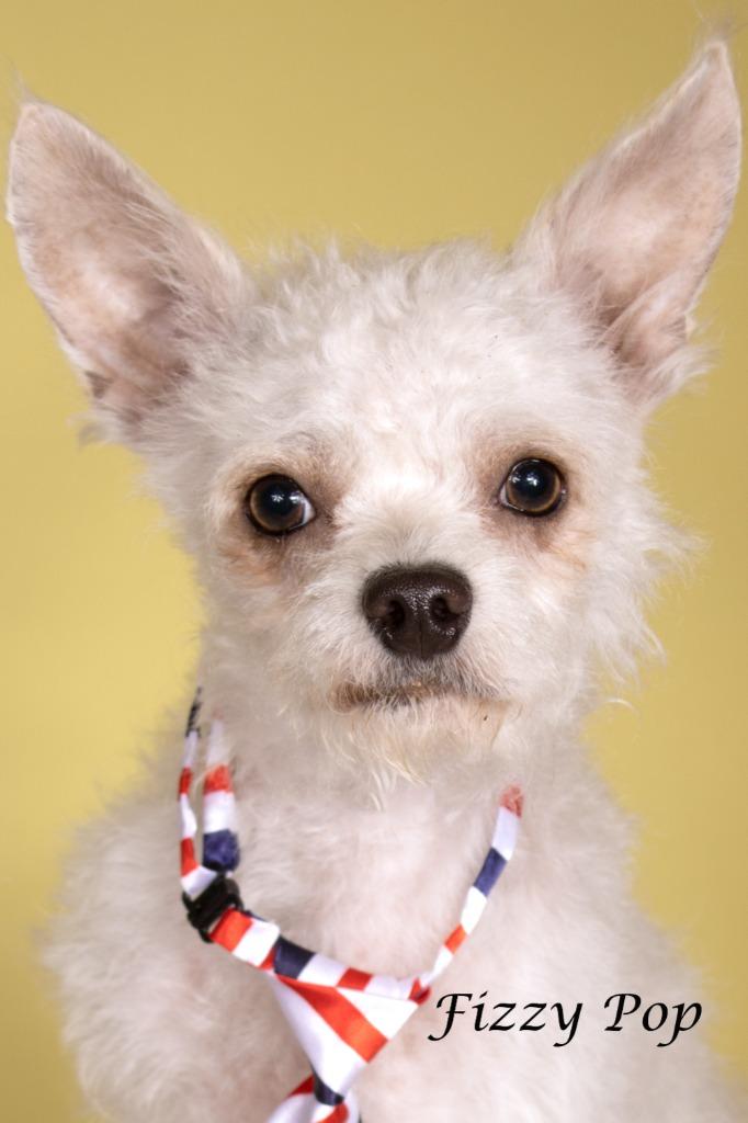 Enlarge Fizzy Pop, a Adoptable mixed breed in Gilbert, AZ image 1/3