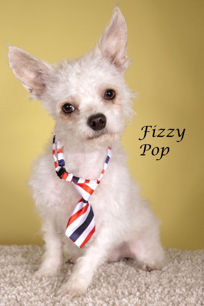 Enlarge Fizzy Pop, a Adoptable mixed breed in Gilbert, AZ image 2/3