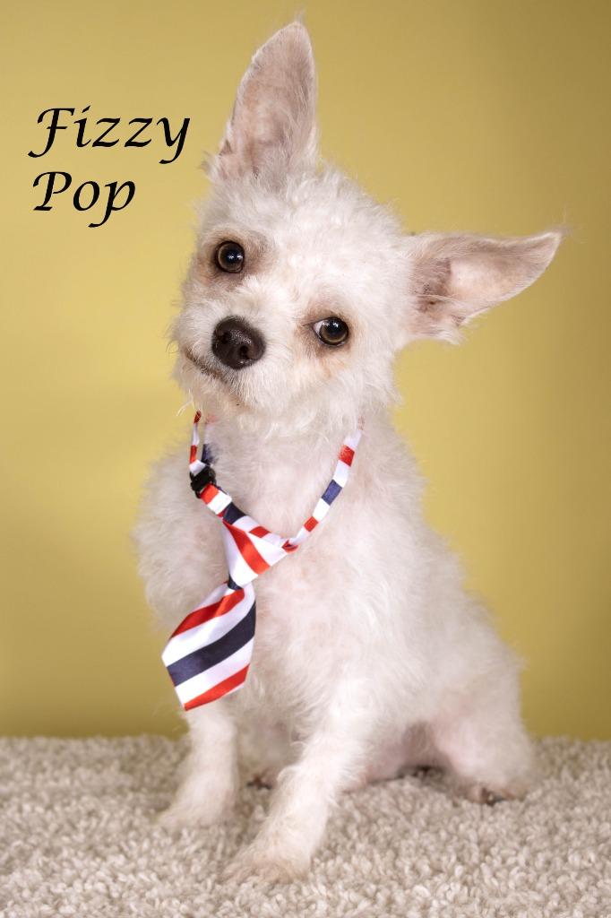 Enlarge Fizzy Pop, a Adoptable mixed breed in Gilbert, AZ image 3/3