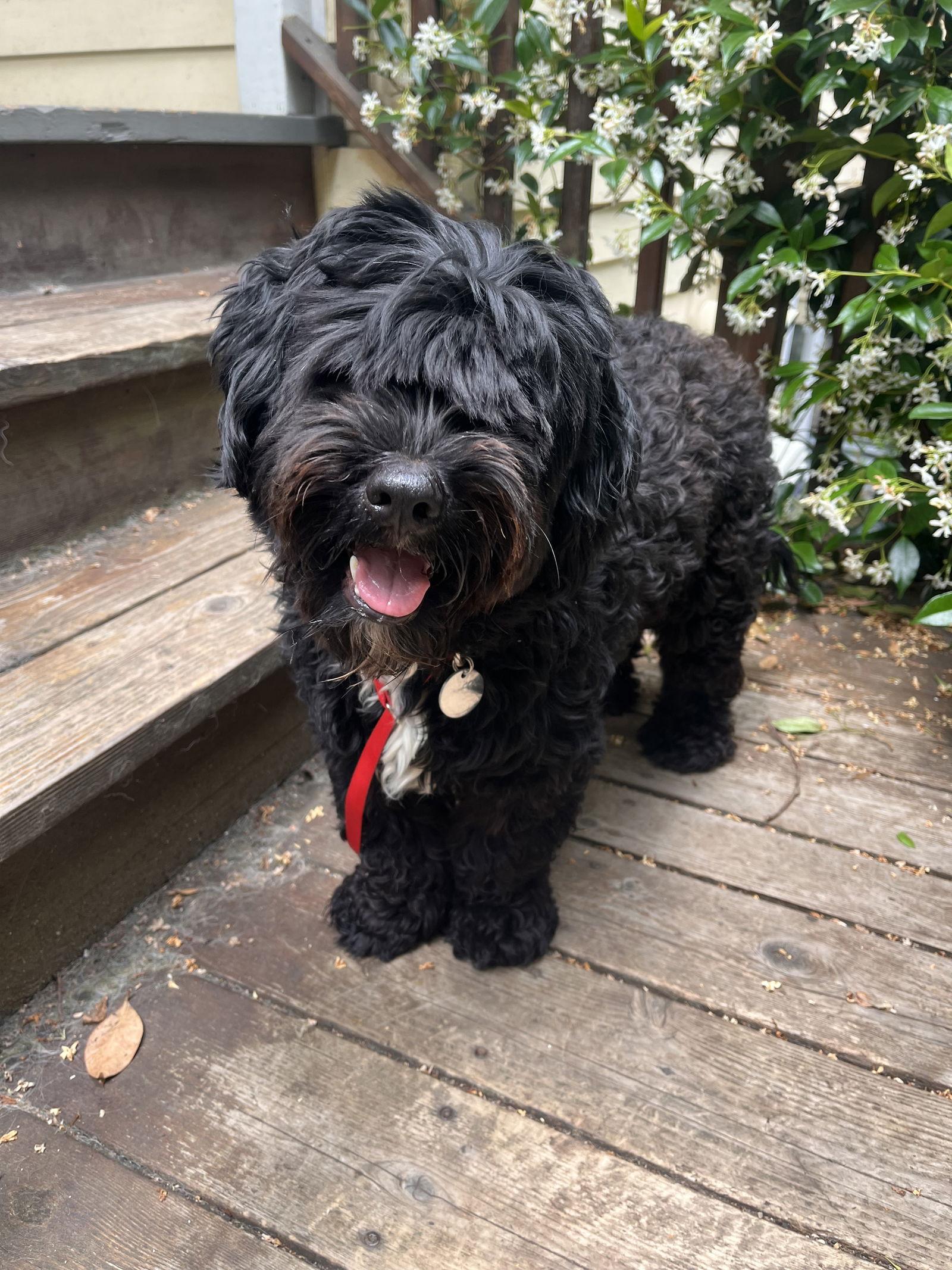 Oso, Adopted, Young Male Terrier & Standard Poodle.