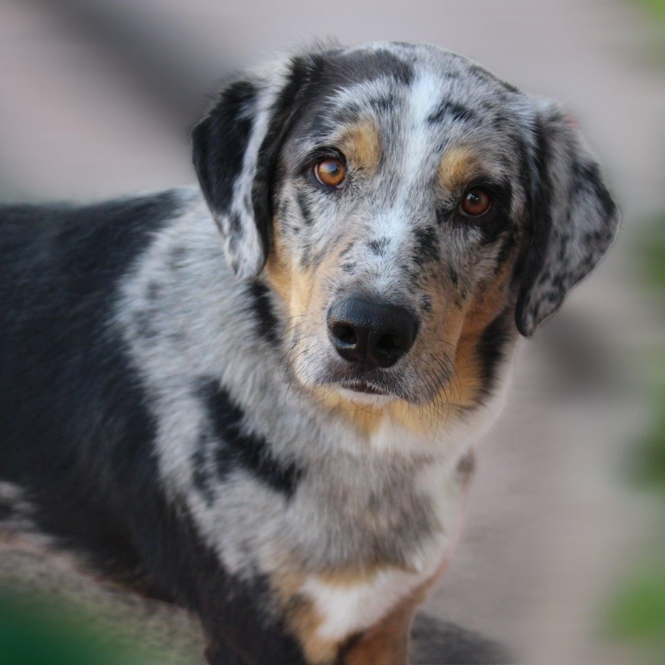 Enlarge Gage, a Adopted mixed breed in Kingston, MA image 3/3