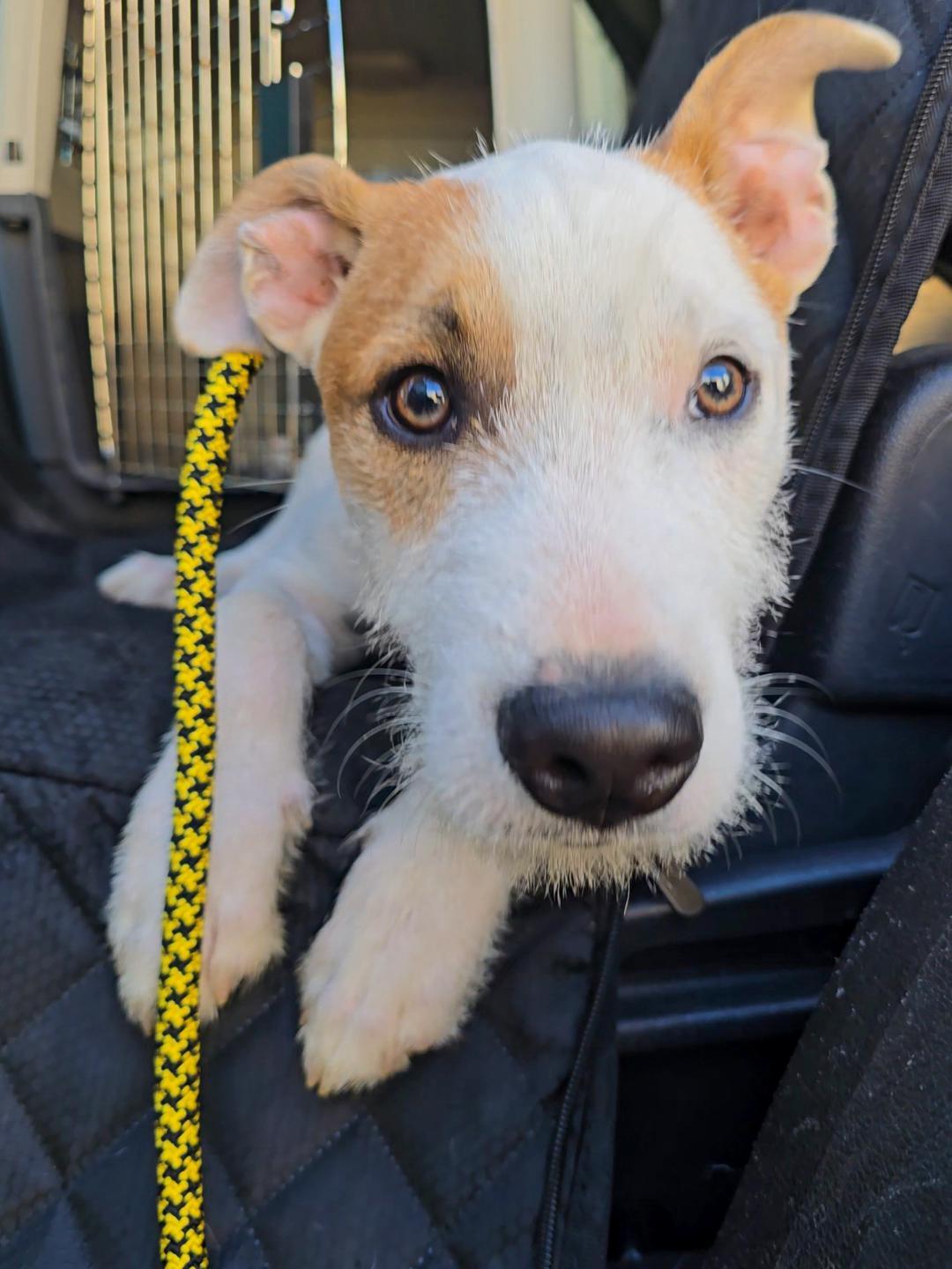 Enlarge Parche, a ADOPTABLE mixed breed in Albion, NY image 4/4