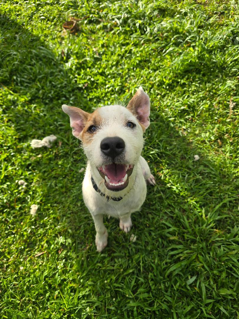 Parche, ADOPTABLE, Young Male Schnauzer & Jack Russell Terrier.