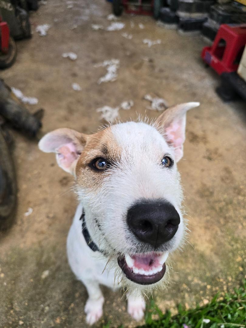 Enlarge Parche, a ADOPTABLE mixed breed in Albion, NY image 3/4