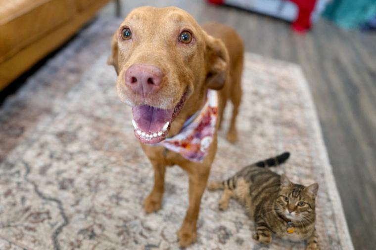 Gracie Gold Joy Jamboree — thumbnail 3