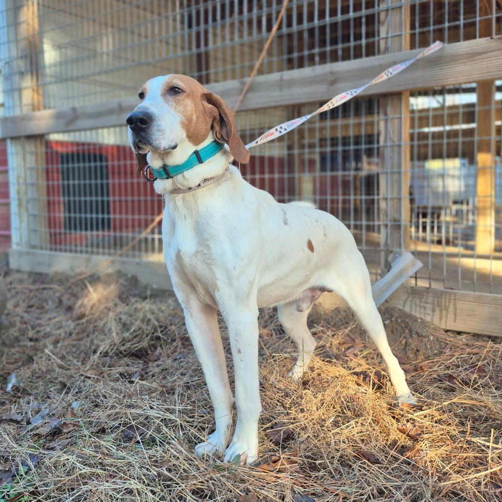 Enlarge Banjo, a Adoptable Coonhound in Chesapeake, VA image 1/3