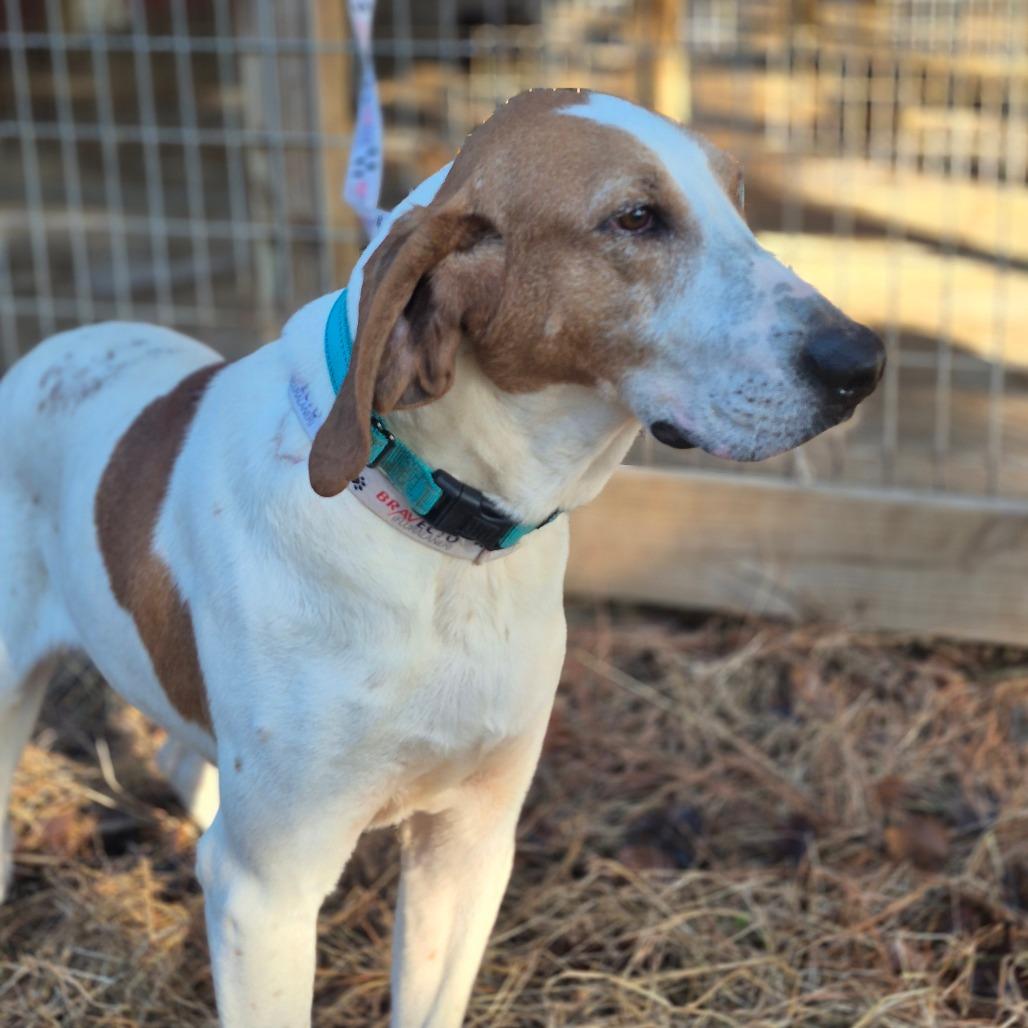 Enlarge Banjo, a Adoptable Coonhound in Chesapeake, VA image 2/3