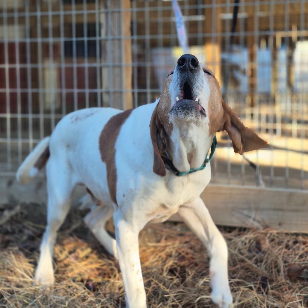 Enlarge Banjo, a Adoptable Coonhound in Chesapeake, VA image 3/3