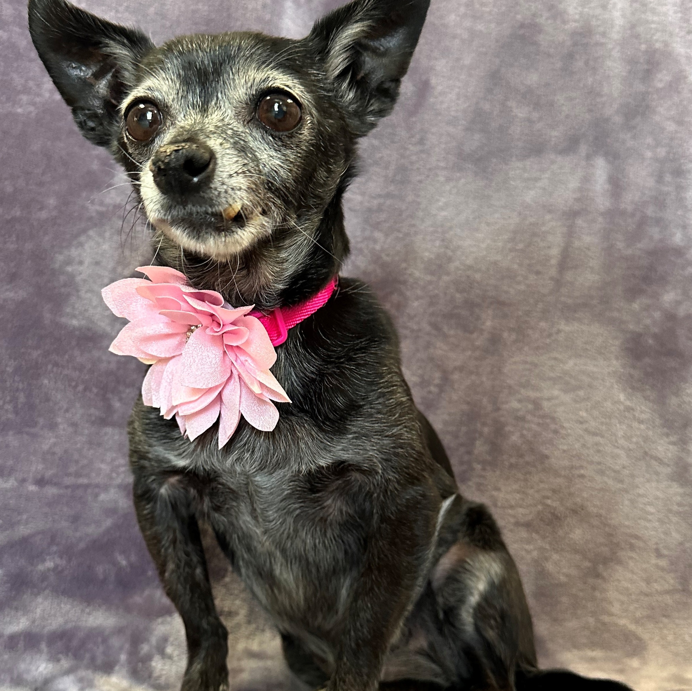 Princess, Senior Female Chihuahua