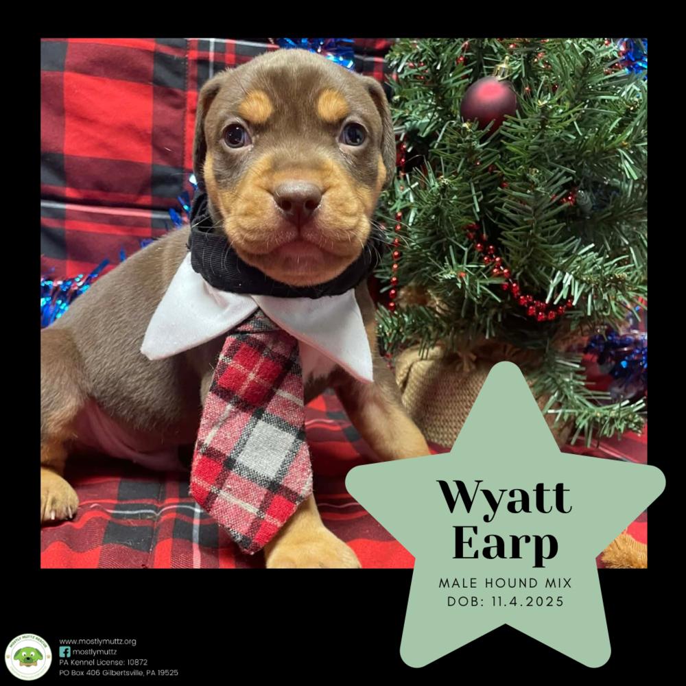 Wyatt Earp thumbnail 3