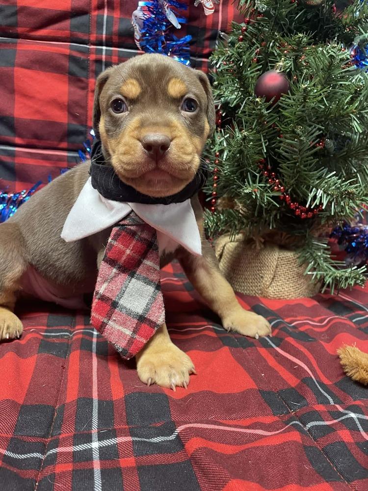 Wyatt Earp thumbnail 4