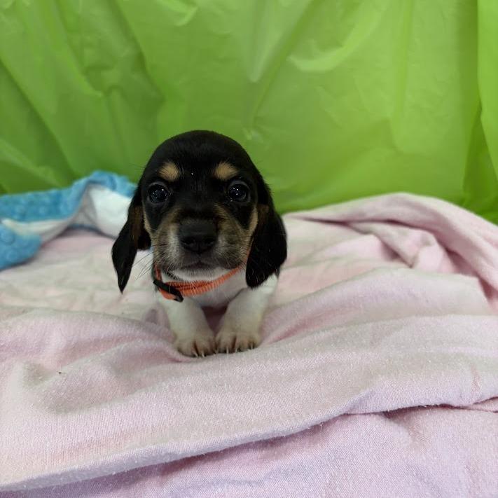 Keylime, Adoptable, Puppy Female Beagle & Mixed Breed.
