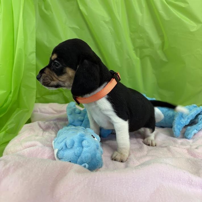 Enlarge Keylime, a Adoptable mixed breed in North Charleston, SC image 2/6