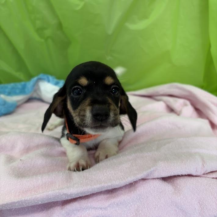 Enlarge Keylime, a Adoptable mixed breed in North Charleston, SC image 3/6