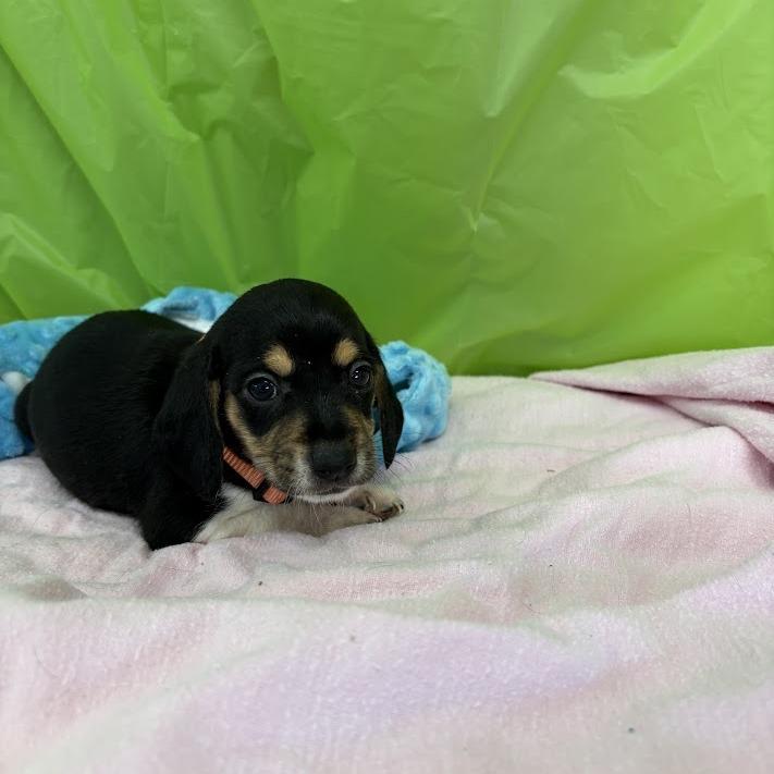 Enlarge Keylime, a Adoptable mixed breed in North Charleston, SC image 4/6