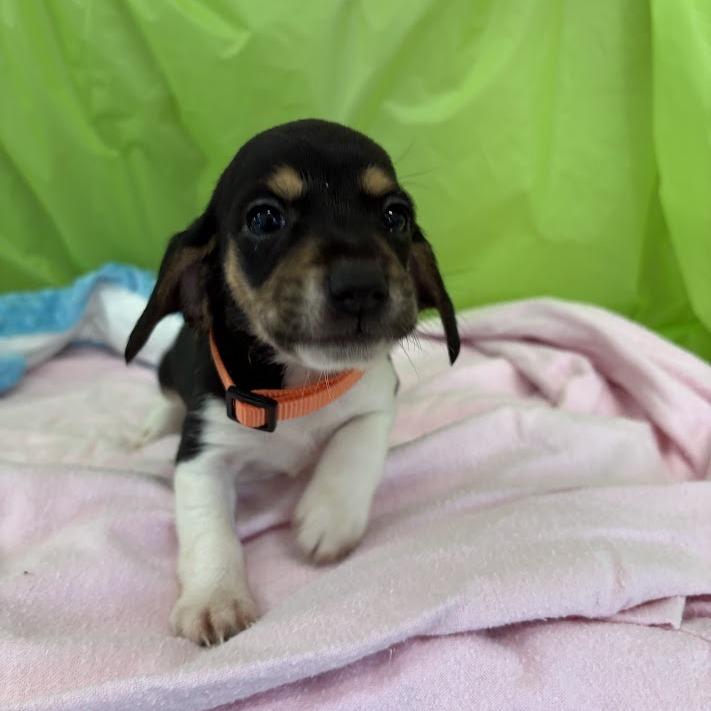 Enlarge Keylime, a Adoptable mixed breed in North Charleston, SC image 5/6