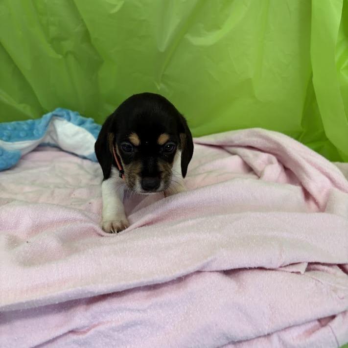 Enlarge Keylime, a Adoptable mixed breed in North Charleston, SC image 6/6