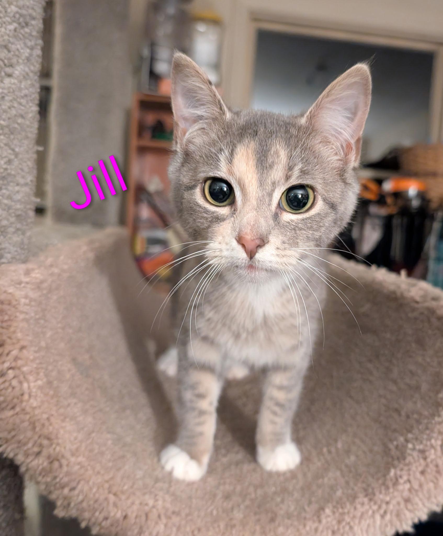 Enlarge Jill (Tiff-fostered in New England), a Adoptable Dilute Calico in Brooklyn, CT image 4/4