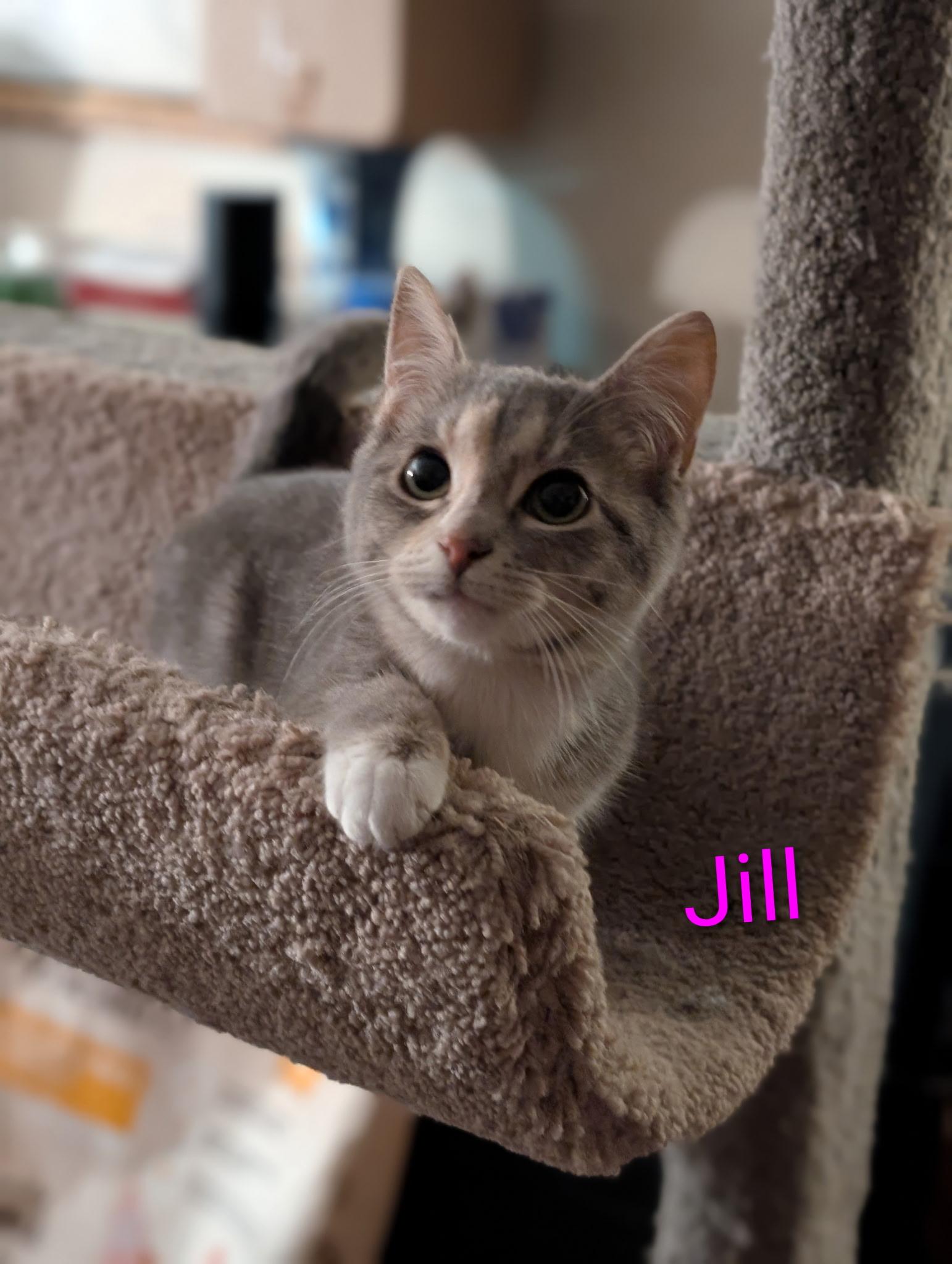 Enlarge Jill (Tiff-fostered in New England), a Adoptable Dilute Calico in Brooklyn, CT image 1/4