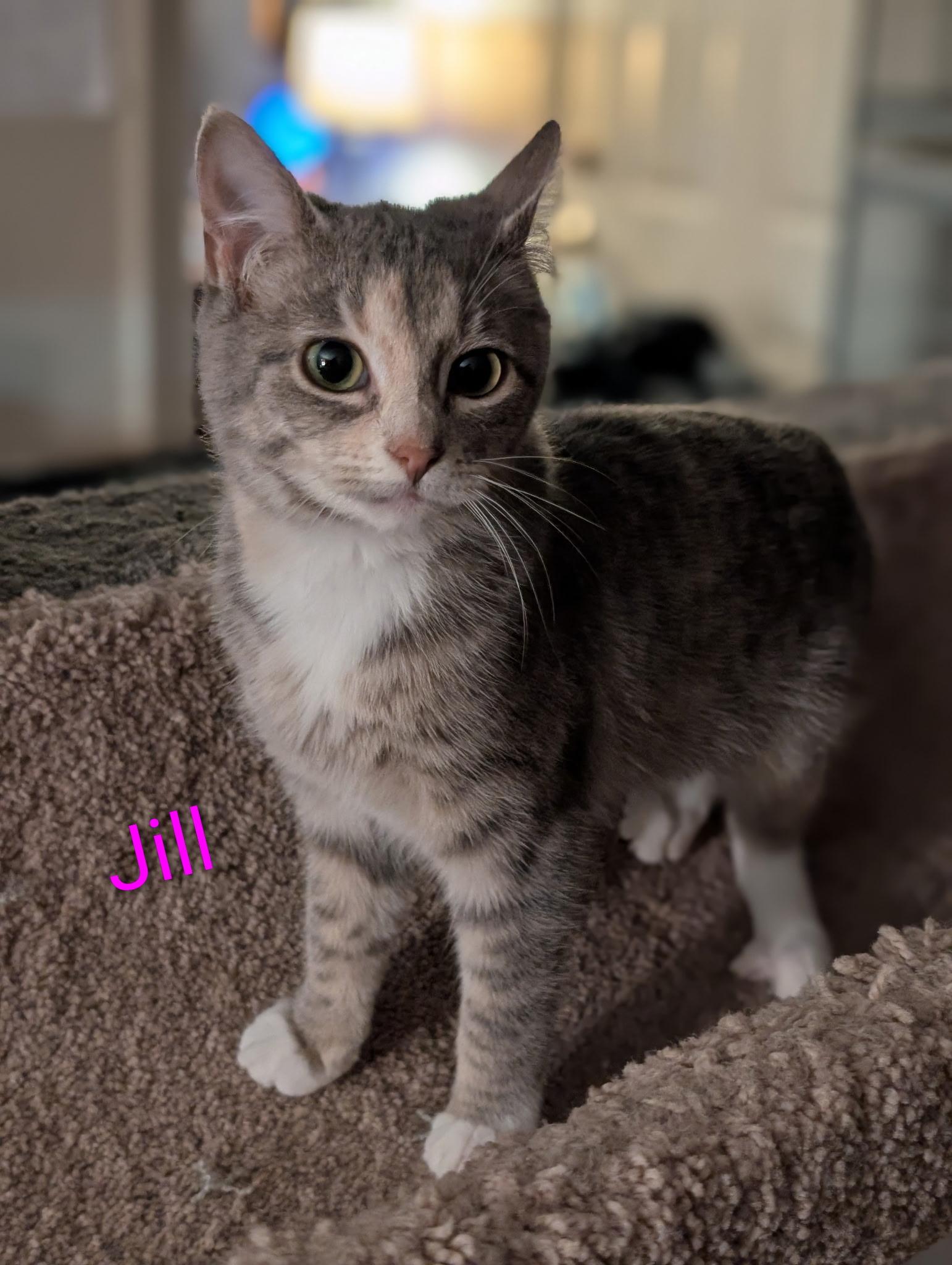 Enlarge Jill (Tiff-fostered in New England), a Adoptable Dilute Calico in Brooklyn, CT image 2/4