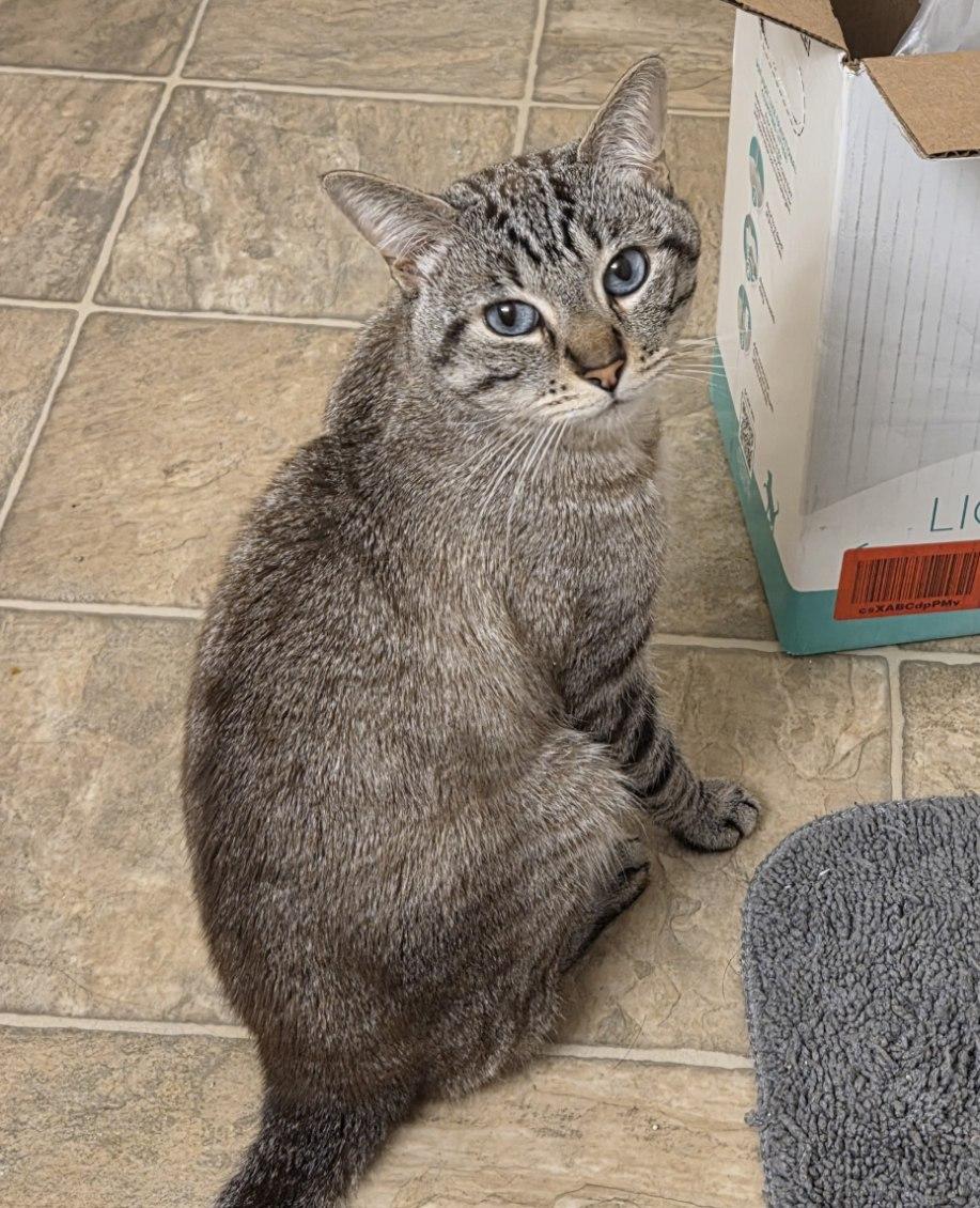 Kai, a ADOPTABLE mixed breed in Venice, CA image 3/3