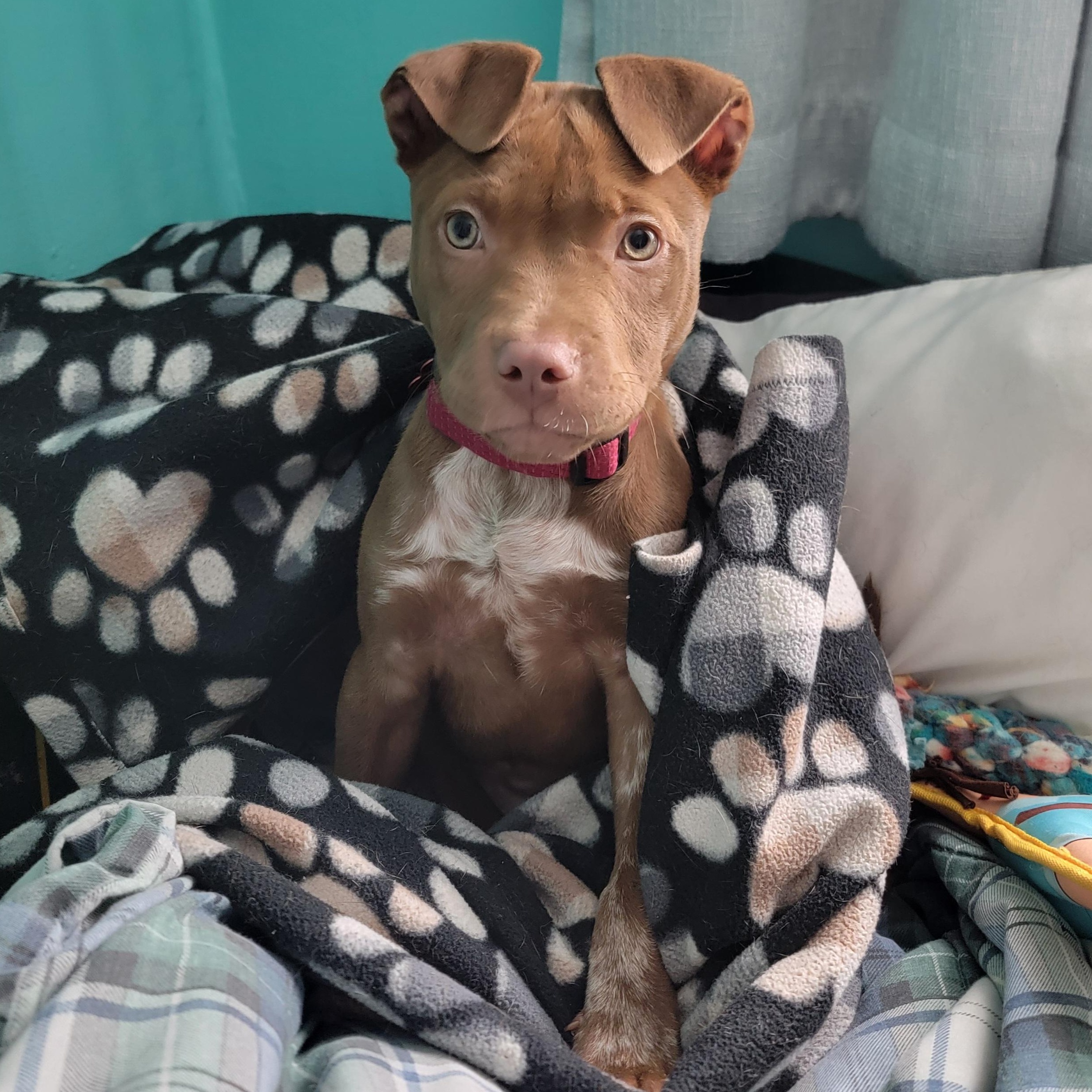 Enlarge Violet, an adopted mixed breed in Detroit, MI image 2/5