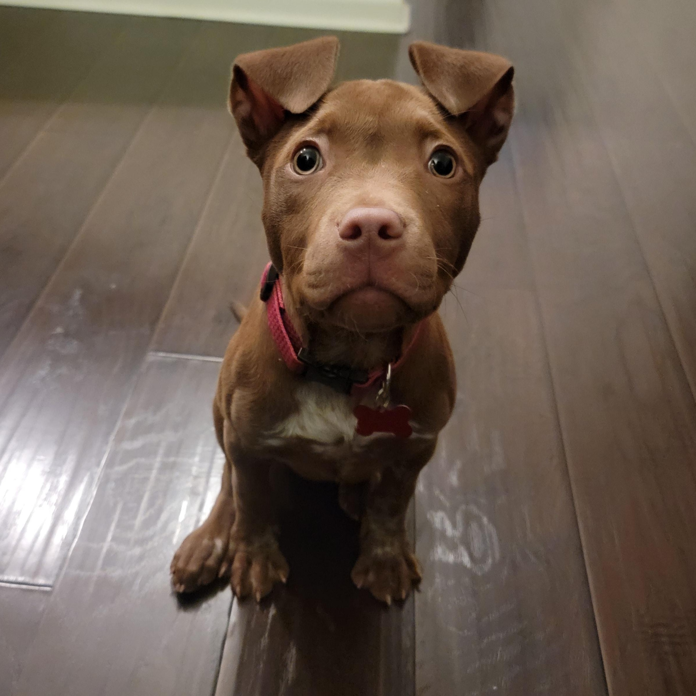 Enlarge Violet, an adopted mixed breed in Detroit, MI image 3/5