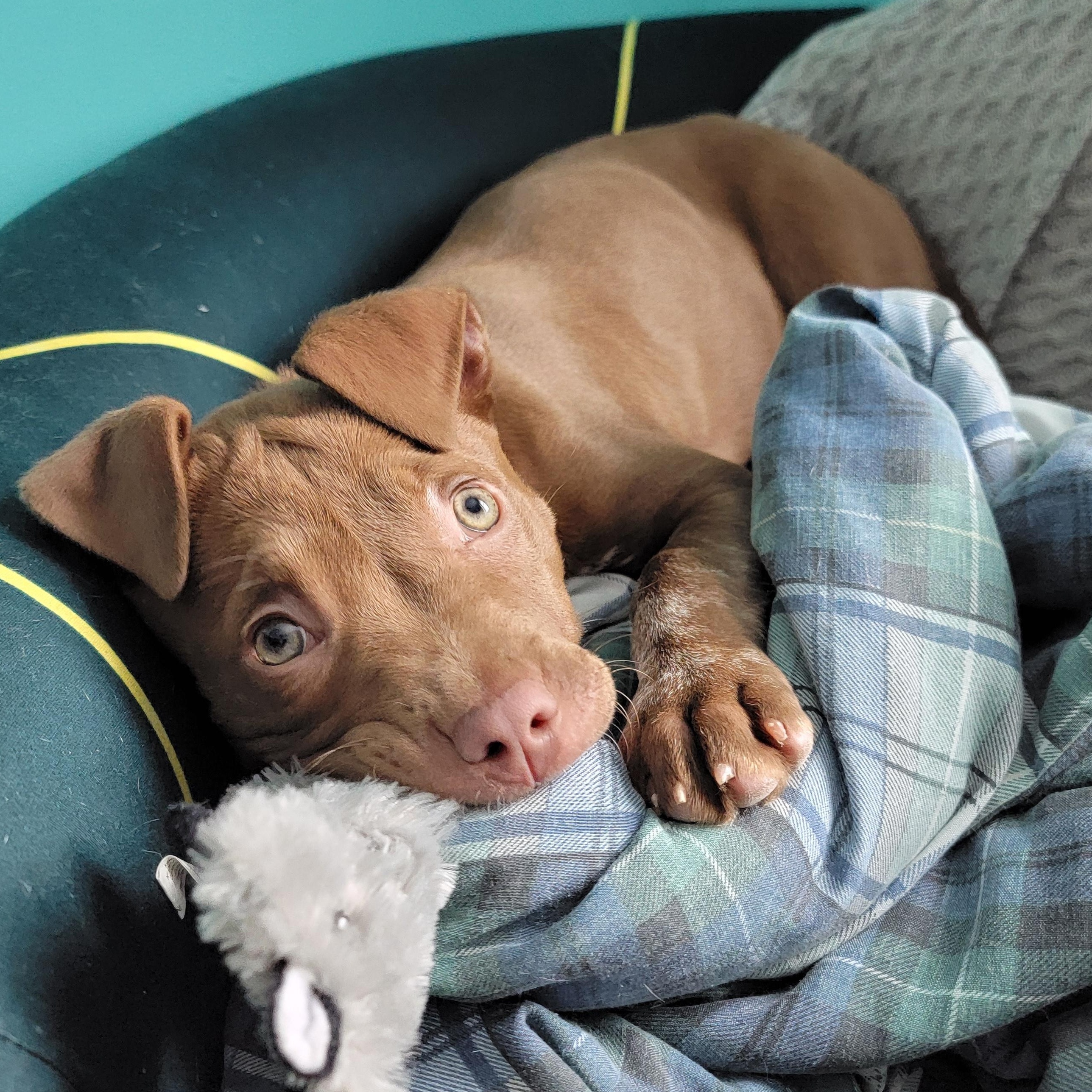 Enlarge Violet, an adopted mixed breed in Detroit, MI image 4/5