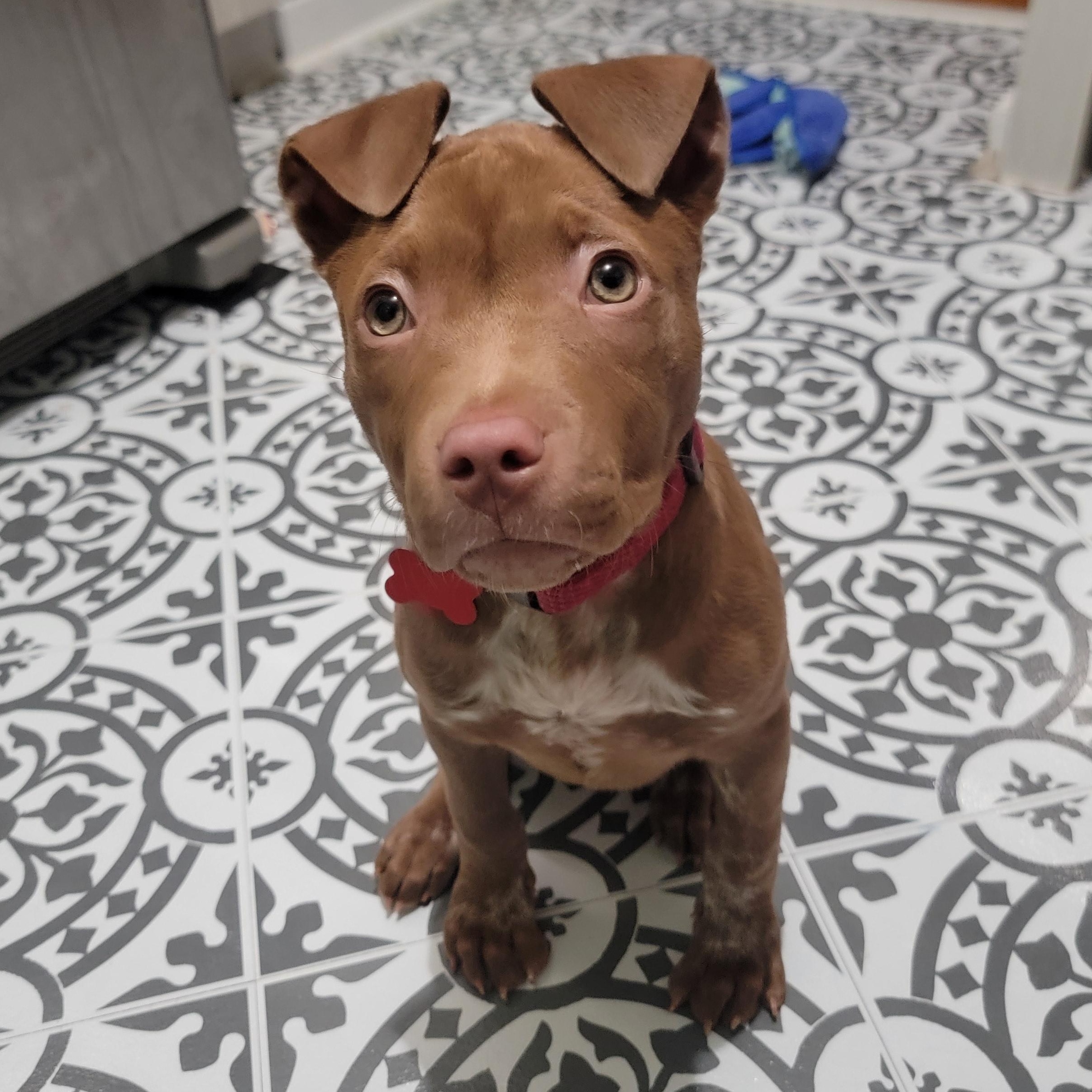 Violet, adopted, Puppy Female Pit Bull Terrier & Mixed Breed.