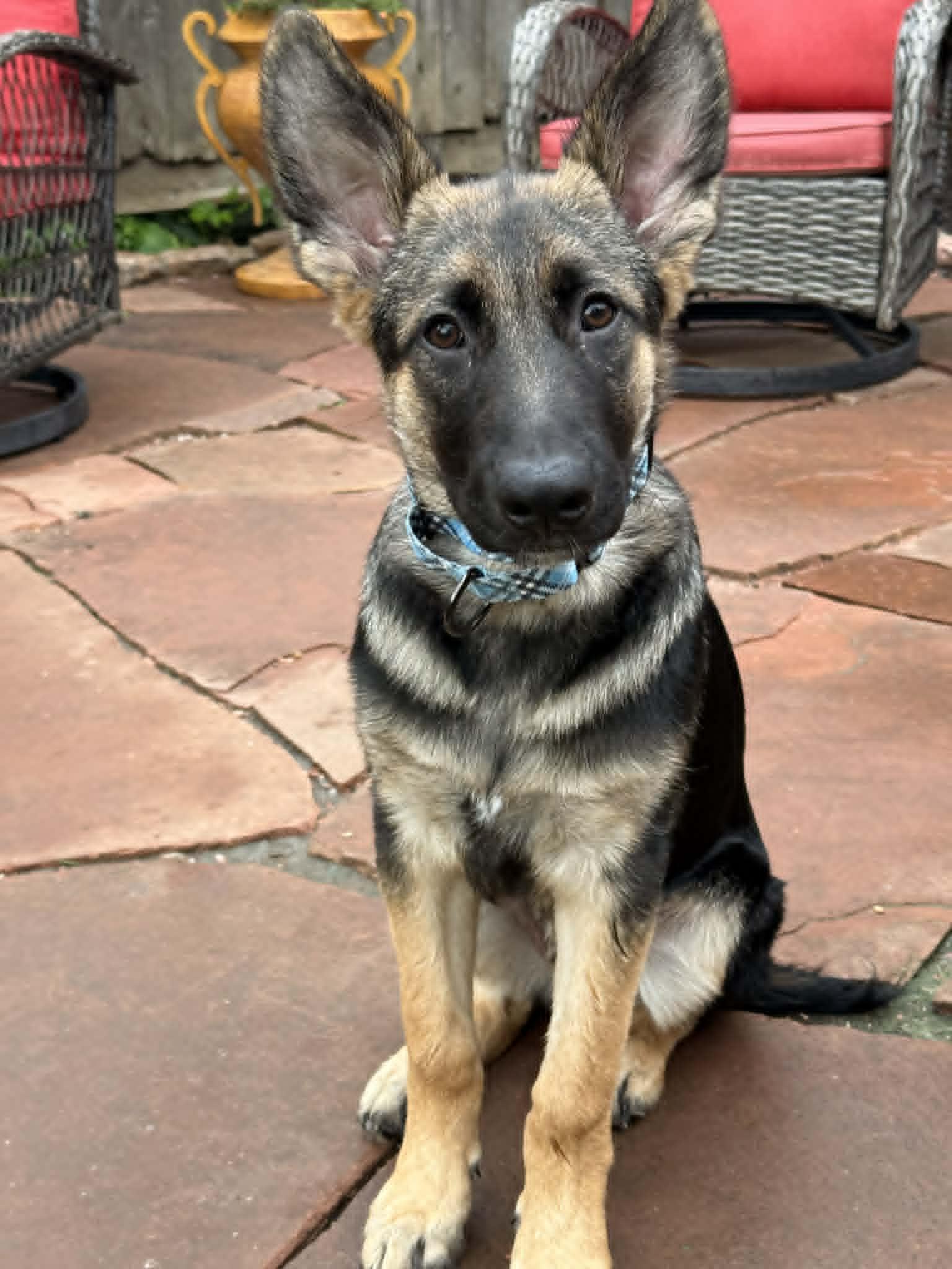 Enlarge Nova. Nka Walt *PENDING*, a Adoptable German Shepherd Dog in Gretna, NE image 2/3