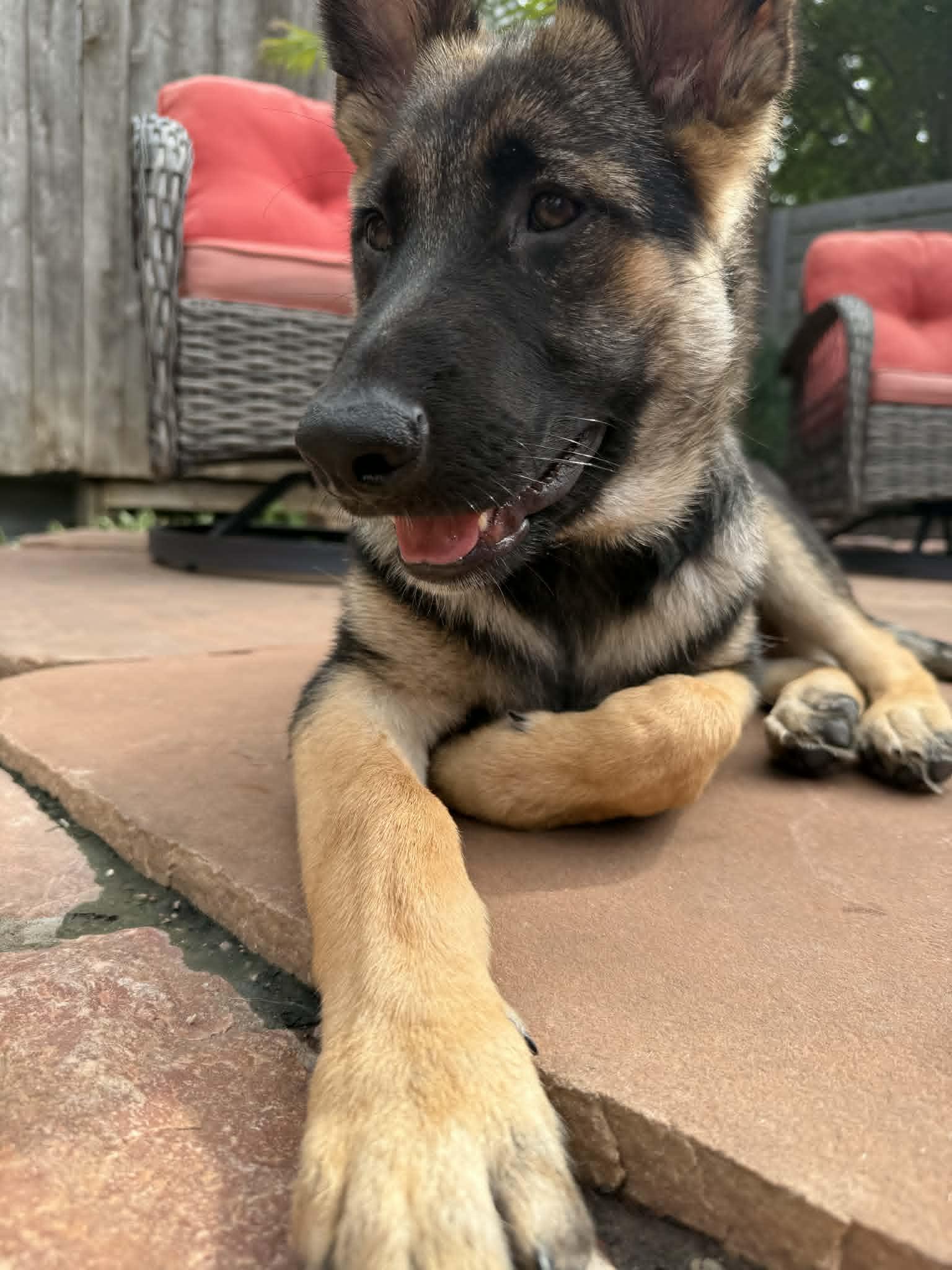 Enlarge Nova. Nka Walt *PENDING*, a Adoptable German Shepherd Dog in Gretna, NE image 3/3