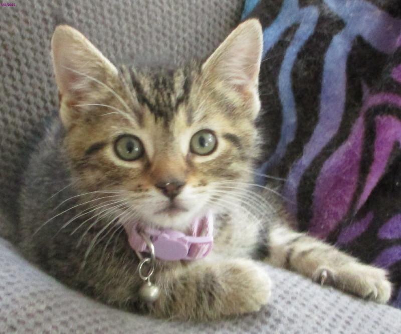 Saylor, Baby Male Domestic Short Hair