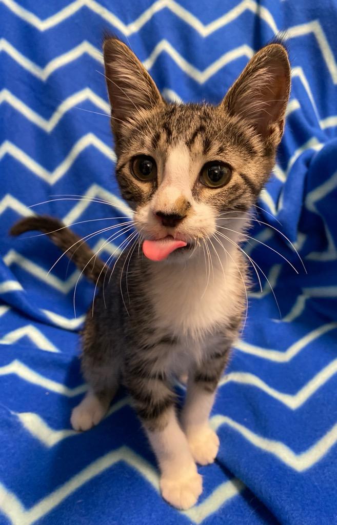 Dobby, an adopted Domestic Short Hair in Colusa, CA image 3/5