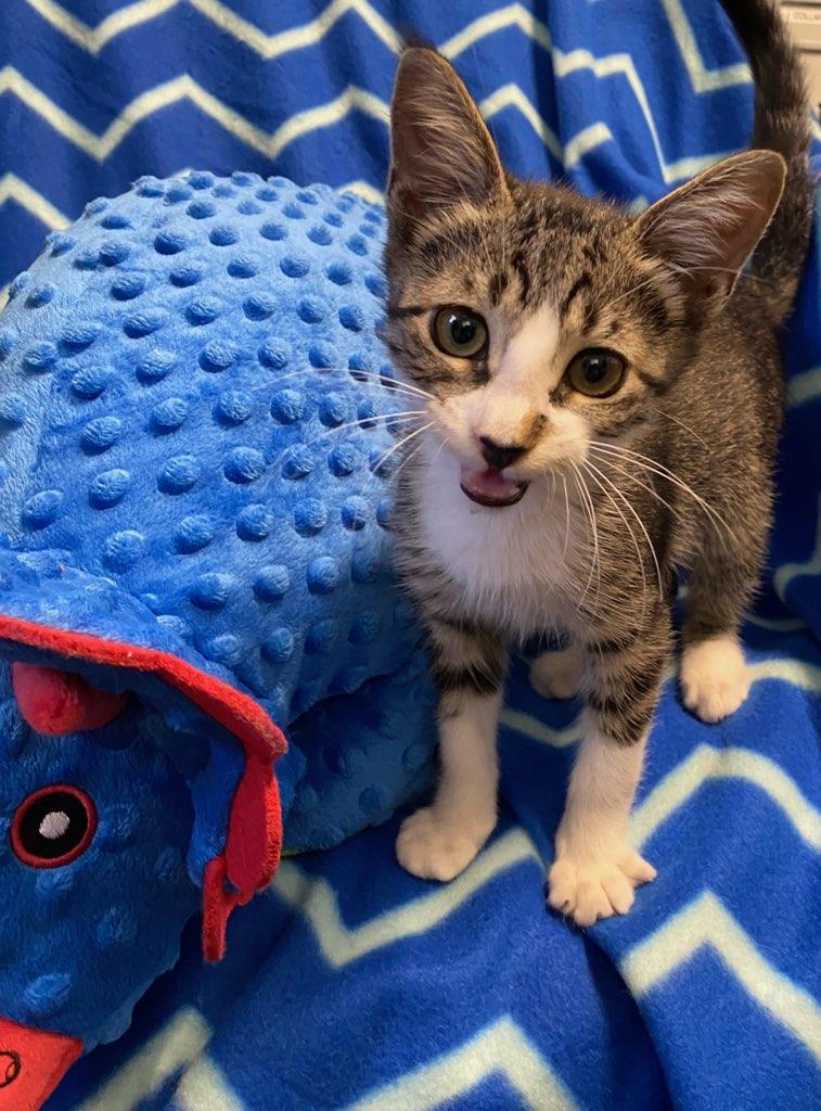 Dobby, an adopted Domestic Short Hair in Colusa, CA image 2/5