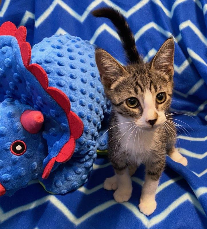Dobby, adopted, Kitten Male Domestic Short Hair.