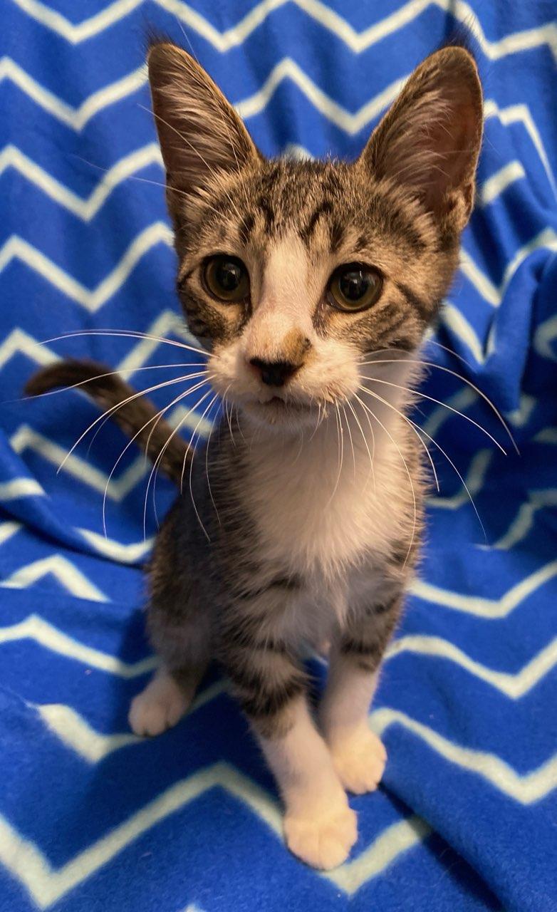 Dobby, an adopted Domestic Short Hair in Colusa, CA image 5/5